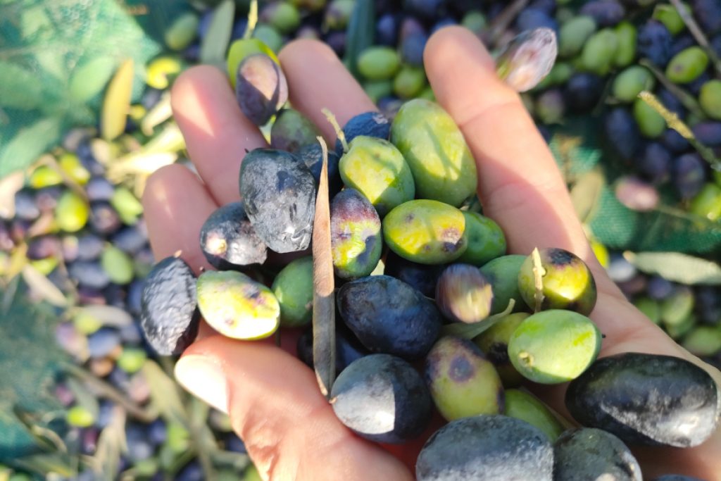 olives en main