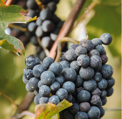 raisin vin rouge