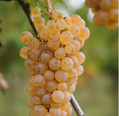 raisin vin blanc