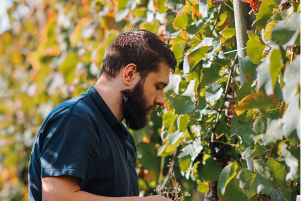 vigneron de normandie recolte raisins